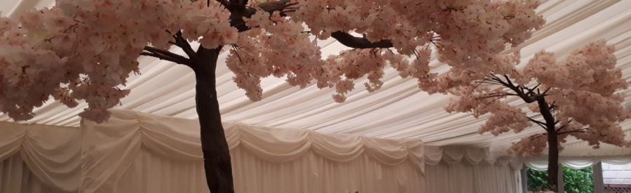 canopy blossom tree